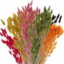 položky Králičí ocásek Gras Lagurus sušený barevný 60cm 50g