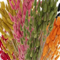 Králičí ocásek Gras Lagurus sušený barevný 60cm 50g