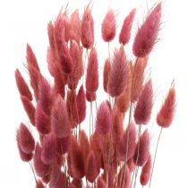 položky Králičí ocásek tráva Lagurus sušená světle růžová 60cm 50g