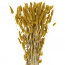 položky Králičí ocásek tráva Lagurus sušená oliva 60cm 50g