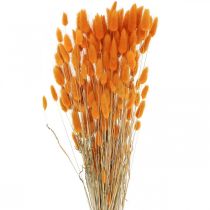 položky Králičí ocásek Gras Lagurus sušený pomeranč 60cm 50g