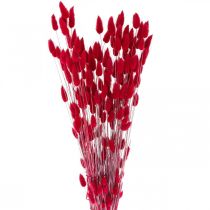 položky Králičí ocásek tráva Lagurus sušená červená 60cm 50g