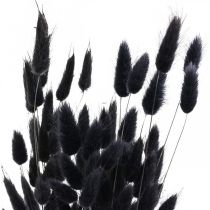 položky Králičí ocásek Gras Lagurus sušený černý 60cm 50g