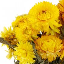 položky Slámově žluté sušené sušené květiny dekorativní kytice 75g