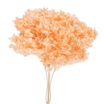 položky Kytice sušených hortenzií pro elegantní květinovou výzdobu doma, 65 cm