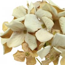 Hortenzie umělá květina hnědá, bílá podzimní dekorace hedvábná květina V32cm