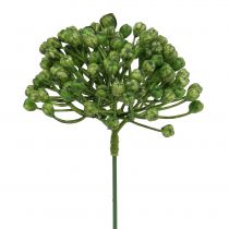 položky Hortenzie pupen 22 cm zelený 12 ks