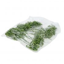 položky Hortenzie pupen 22 cm zelený 12 ks