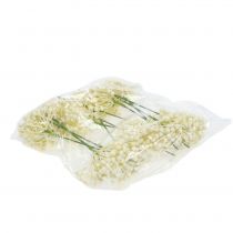 položky Hydrangea pupen pick 22cm cream 12ks