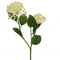 položky Hydrangea pupen branch 55cm cream 6ks