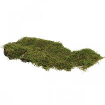 Indický mech lesní mech zelený přírodní 2kg