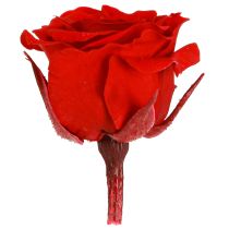 položky Mini růže Infinity Roses Real Flowers, červené, Ø3cm, 16 ks