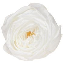 položky Infinity Roses Pravé konzervované hlávky růží bílé Ø6cm 6 ks