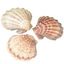 položky Pravé mušle mořské – přírodní – námořní nádech 1 kg