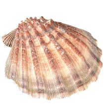 položky Pravé mušle mořské – přírodní – námořní nádech 1 kg