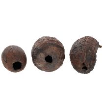 položky Kakaové plody, přírodní, 10-18 cm, 15 kusů
