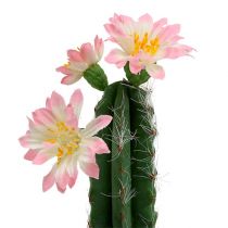 Kaktus v květináči s růžovým květem V 21cm