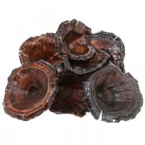 Kalix houba přírodní lakované sušené houby Deco velké 50ks