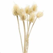 Teasel bodlák bělený 8 ks