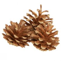 položky Šišky Borovice lesní Pinus sylvestris H3–5cm 1kg