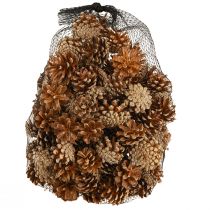položky Šišky Borovice lesní Pinus sylvestris V3–5cm 1kg
