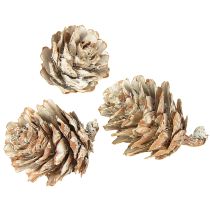 položky Bílé šišky, dekorace z malých šišek v síťce, 2,5-3,5 cm, 500 g