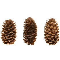 položky Malé dekorativní přírodní šišky z jedlovce adventní 3-4cm 100g
