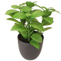 položky Umělé bylinky bazalka tymián rozmarýn Ø11,5cm 3ks