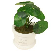 položky Umělé zelené rostliny mini rostlinky v květináči 15cm 3ks