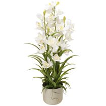 položky Umělé orchideje v květináči s bílými květy V80cm