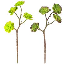 položky Umělé sukulenty se stonkem zelená fialová assort 32cm 2ks