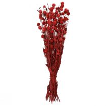 položky Globe amarant Gomphrena Globosa v tmavě červené L45cm 100g