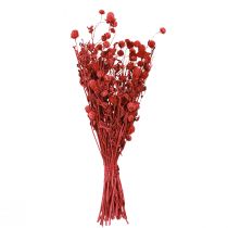 položky Amarant kulatý (Gomphrena globosa), červený, suchý, 45 cm, 100 g