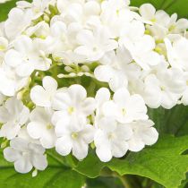 položky Umělé květiny Sněhová koule Viburnum Umělá bílá 60cm 4 ks