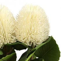 Umělé květiny, Banksia, Proteaceae Krémová bílá L58cm H6cm 3ks