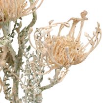 položky Umělé květiny, jehelníček, Leucospermum, Proteaceae prané bílé L58cm 3ks