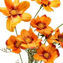 položky Košík na šperky Umělé květiny Cosmea Orange V51cm 3ks