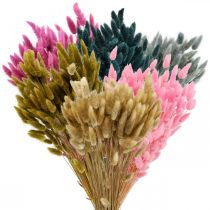 položky Lagurus sušená tráva z králičího ocasu barevná 65-70cm 100g