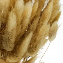 Lagurus Sušený králičí ocásek Grass Nature 65-70cm 100g