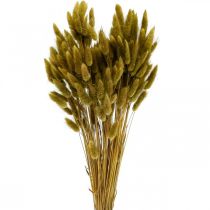 Lagurus sušená oliva z králičího ocasu 65-70cm 100g
