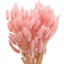 Lagurus Sušený králičí ocas tráva světle růžová 65-70cm 100g