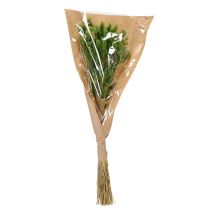 položky Sušený Lagurus (zaječí ocas) 65-70 cm 75 g