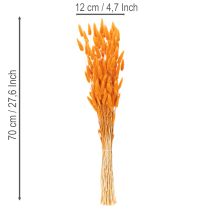 položky Svazek laguru, sušený, 70 cm, 100 g
