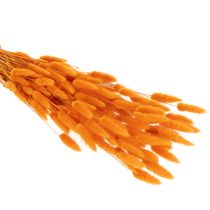 položky Svazek laguru, sušený, 70 cm, 100 g