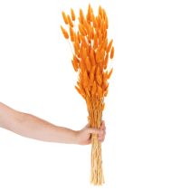 položky Svazek laguru, sušený, 70 cm, 100 g