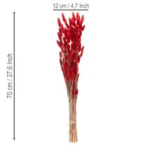 položky Sušená květinová kytice Lagurus, dekorace ze sušených květin, 70 cm, 100 g