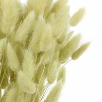Velvet Grass Lagurus Světle zelená 100g Suché trávy