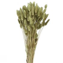 položky Lagurus sušená oliva z králičího ocasu 65-70cm 100g