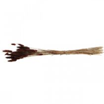 položky Suché květinářství, dekorativní tráva, Lagurus Brown L35–50cm 25g