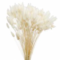 Sušená květina Lagurus na čištění trávy bělená 100g
